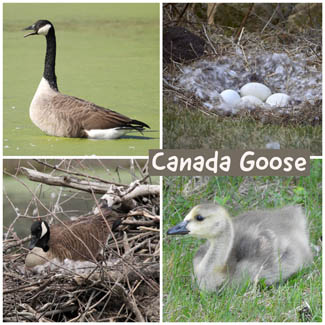 Canada Goose